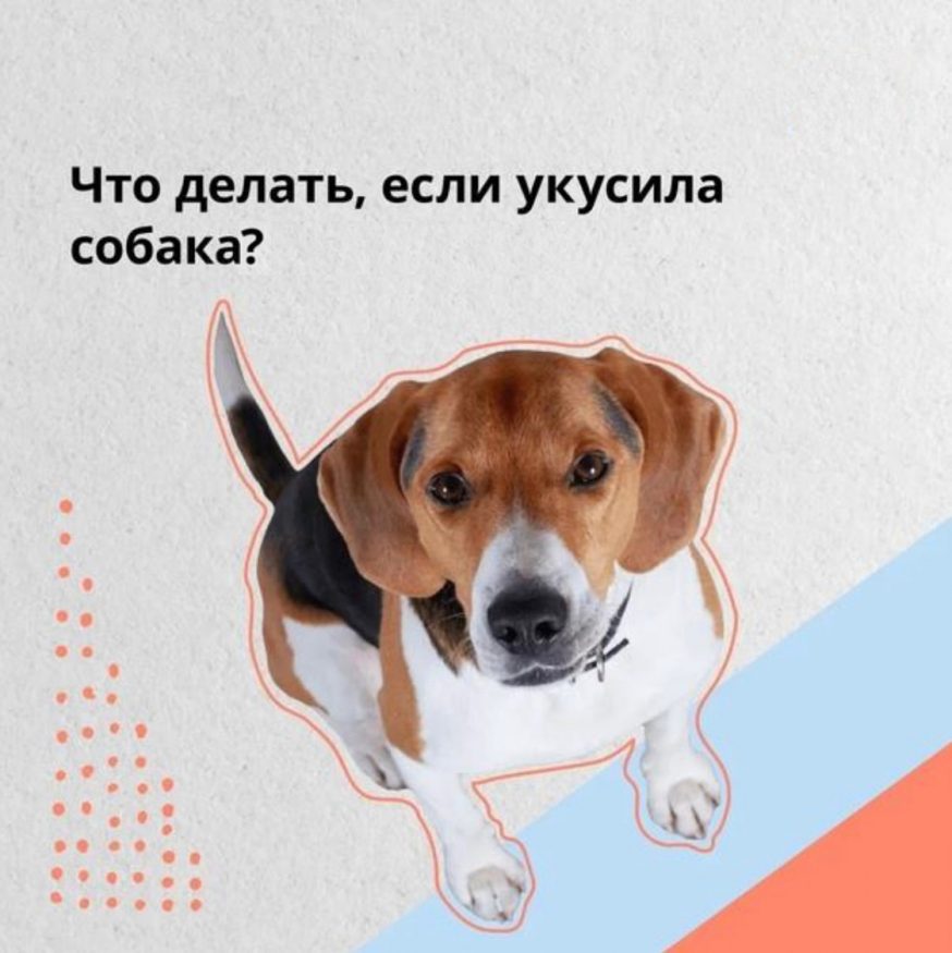 Что делать, если Вас укусила собака?